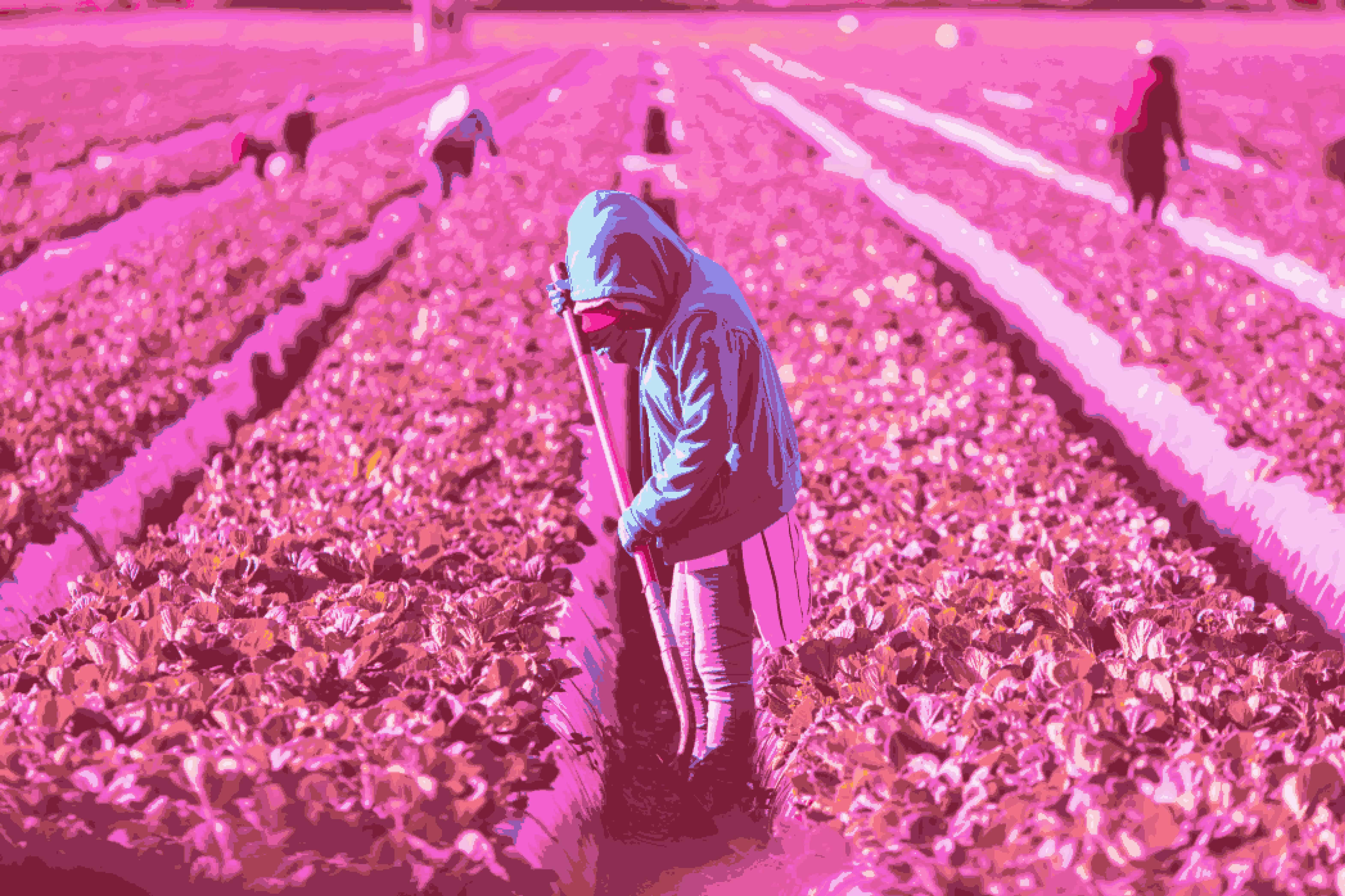 farmworkers wroking in the fields, image has a pink filter