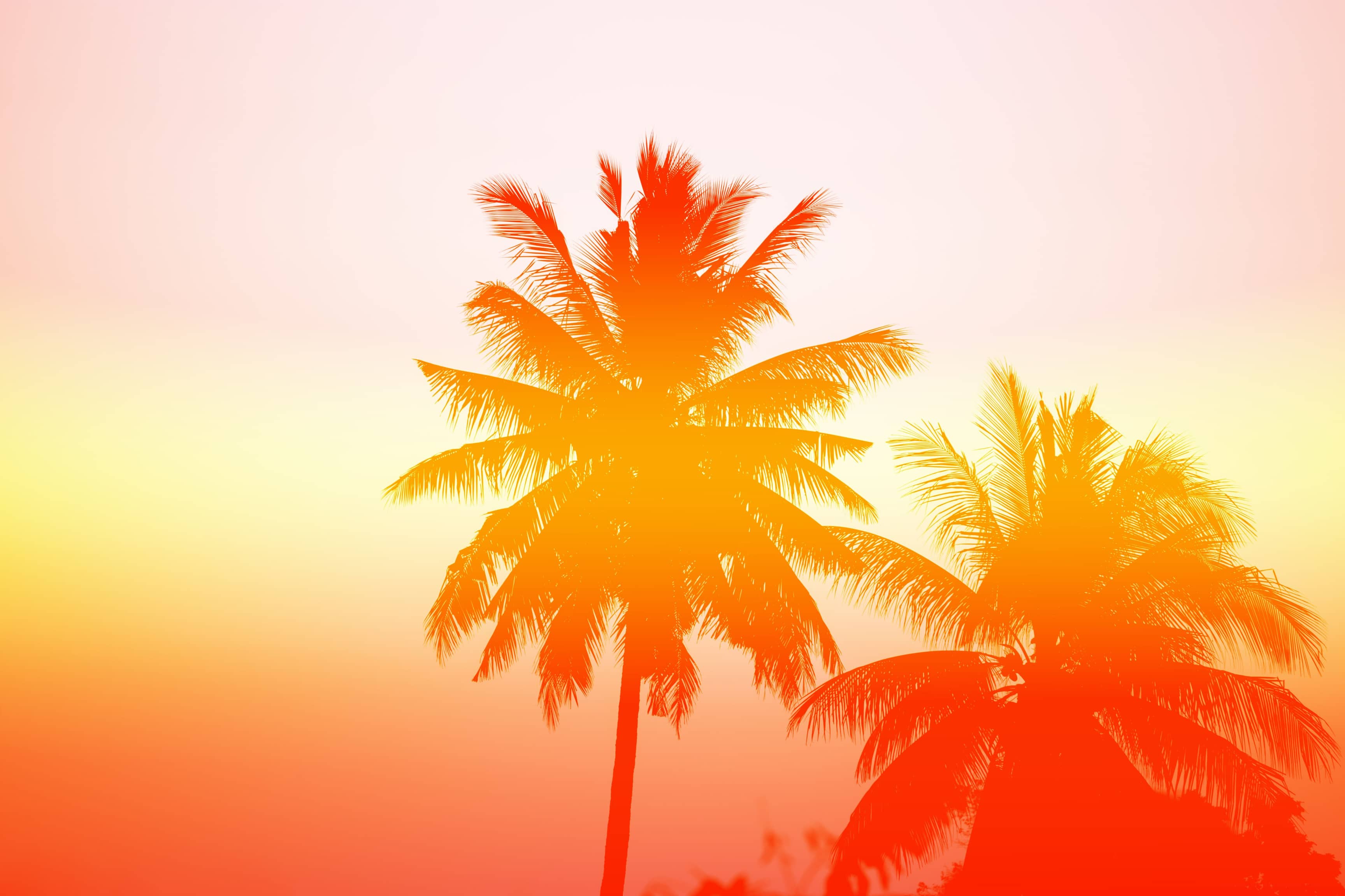 two palm trees with a yellow and orange filter.